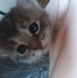 Meet your Posher, Kody